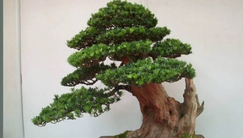 羅漢松修剪技巧 羅漢松修剪技巧