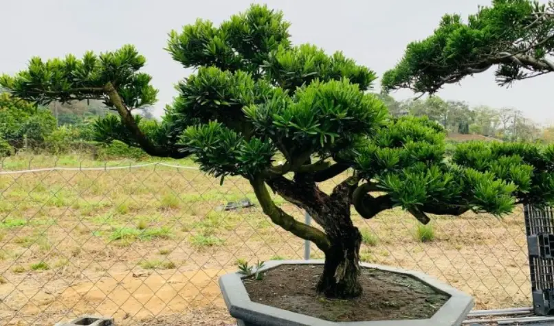 羅漢松盆栽技巧