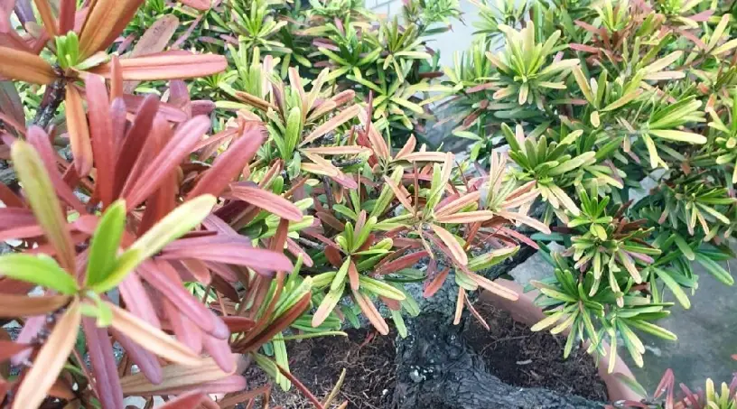 羅漢松救治方法 羅漢松救治方法