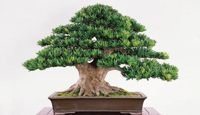 羅漢松矮化方法 羅漢松矮化方法