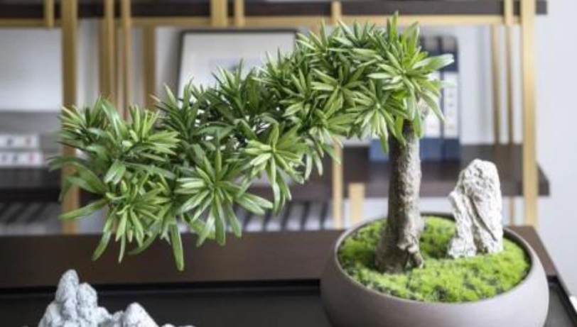 羅漢松盆栽技巧