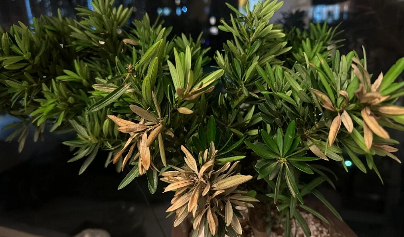 羅漢松救治方法 羅漢松救治方法