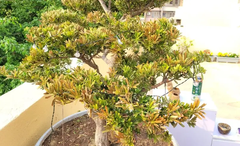 羅漢松枯黃原因 羅漢松枯黃原因