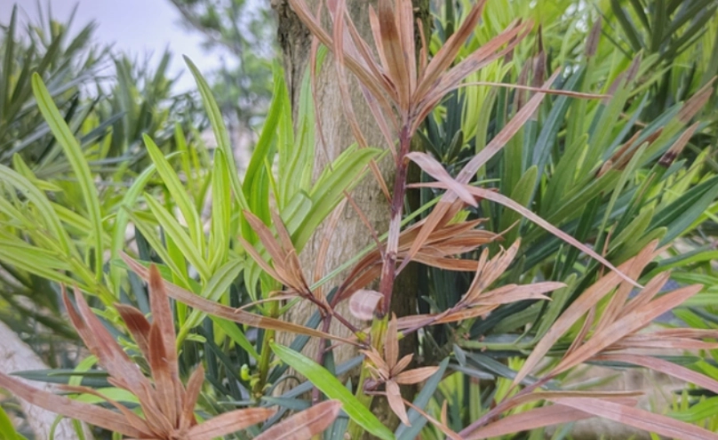 羅漢松枯黃急救指南：判斷原因與復活步驟全解析