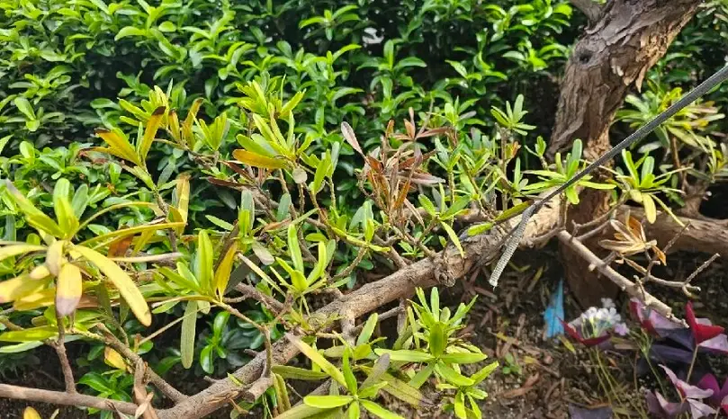 羅漢松葉子變黃原因