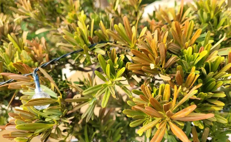 羅漢松葉子變黃 羅漢松葉子變黃