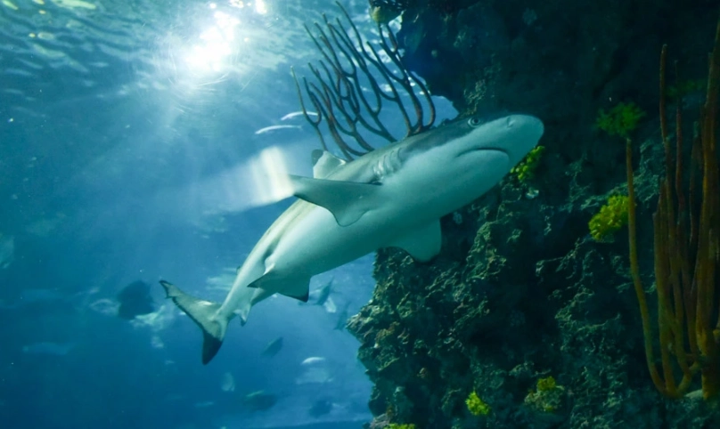 屏東海生館行程 屏東海生館行程