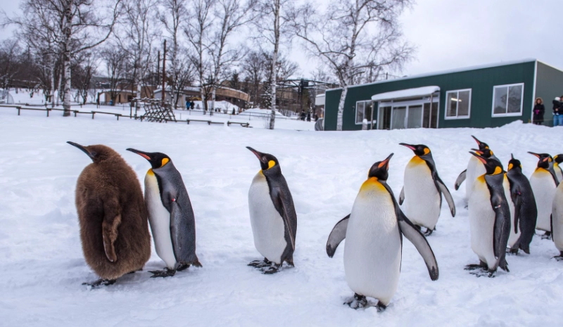 北海道冬季行程