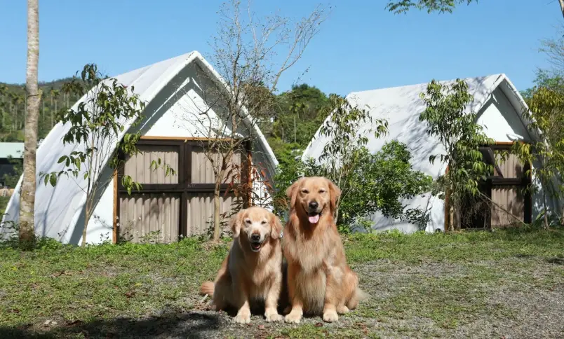 寵物友善露營