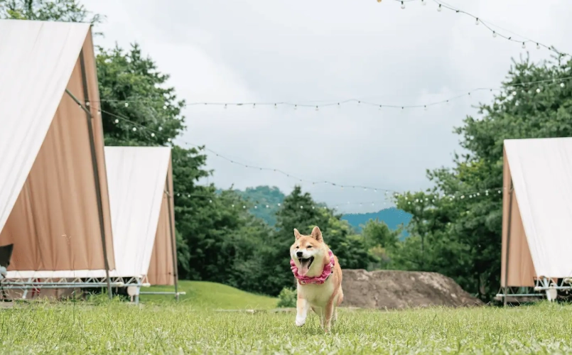 寵物友善露營