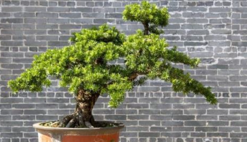 羅漢松葉子變黃 羅漢松葉子變黃