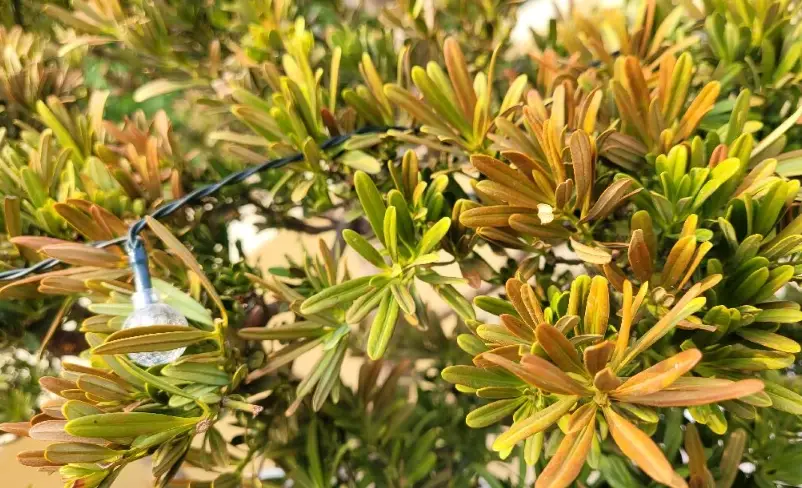 羅漢松照顧方法