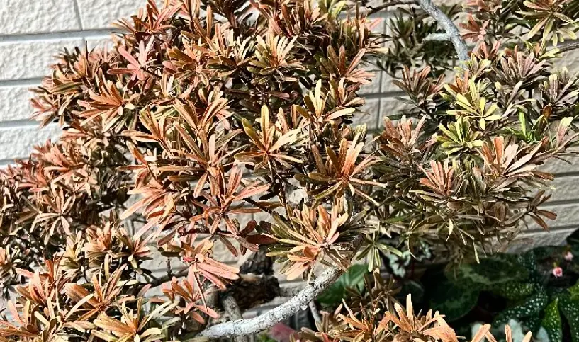 羅漢松養護 羅漢松養護