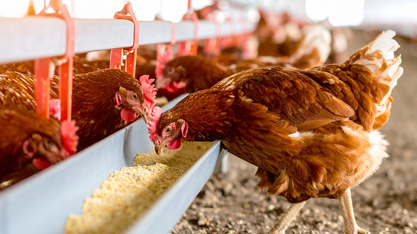 淘汰蛋雞料理 淘汰蛋雞料理