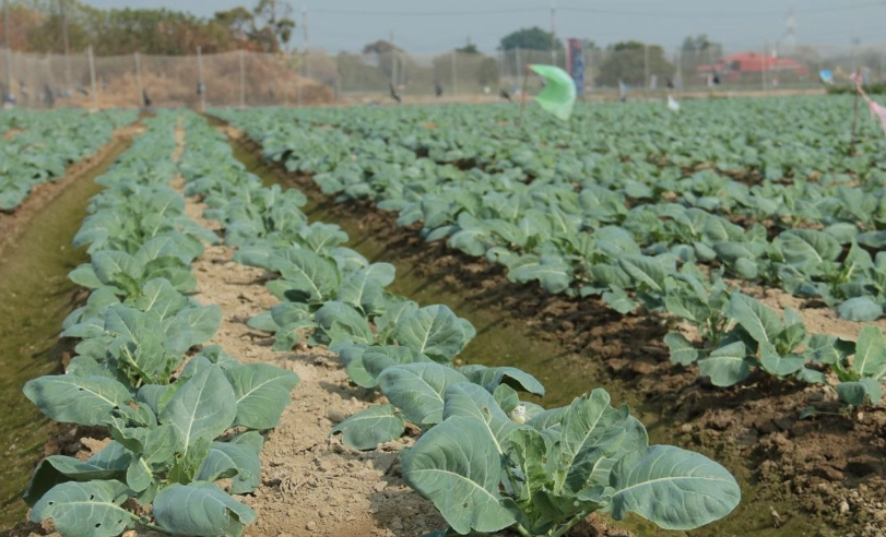 花椰菜採收時間