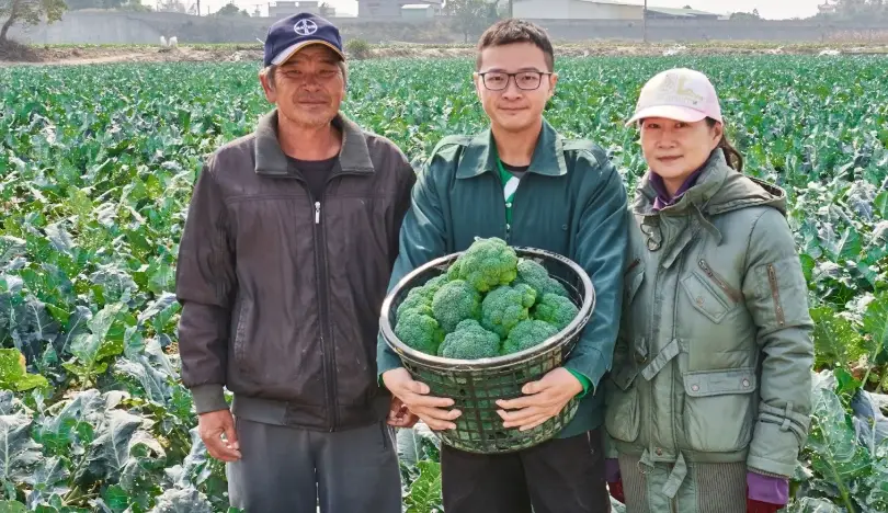 花椰菜怎麼收成