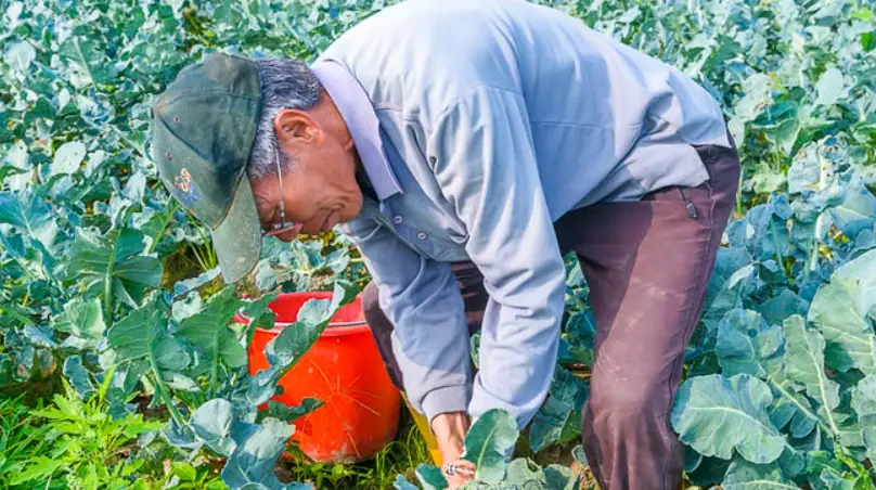 青花菜採收後處理