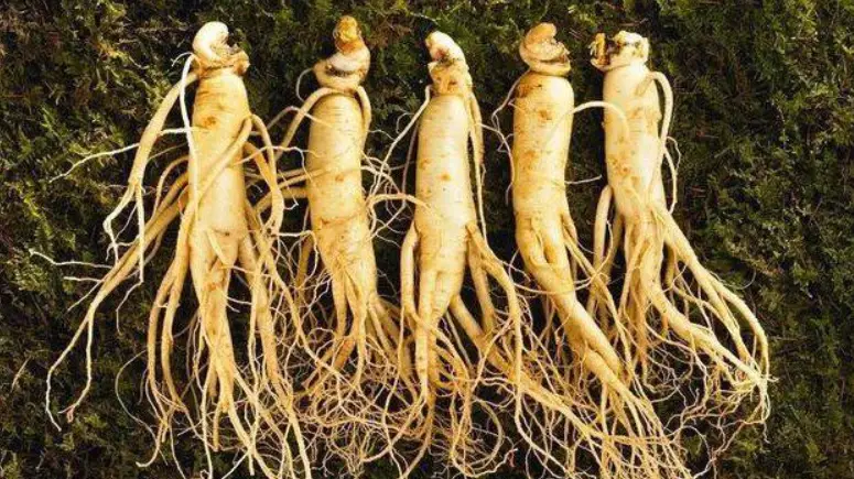 胃食道逆流 進補 胃食道逆流 進補