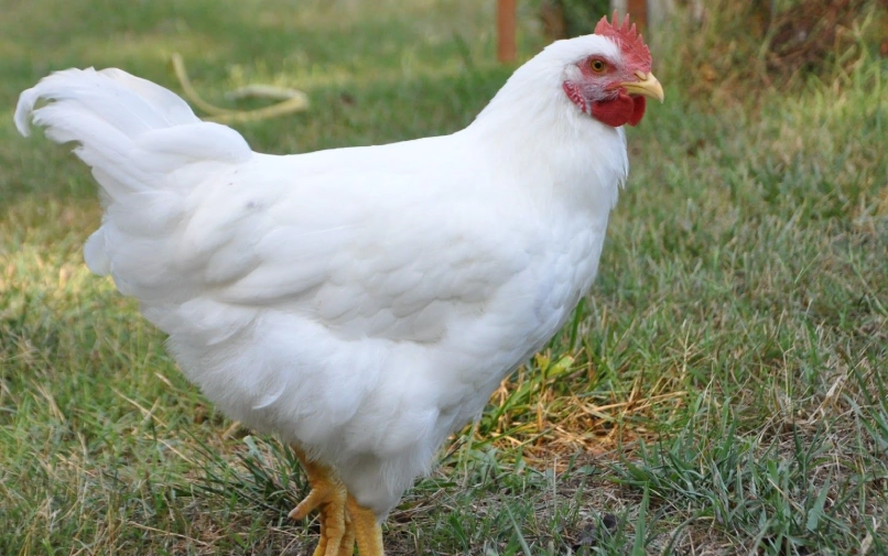 白色羽毛高產蛋雞：來亨雞品種特點與飼養指南