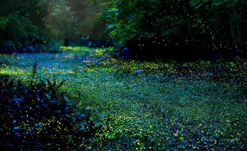台灣賞螢注意事項