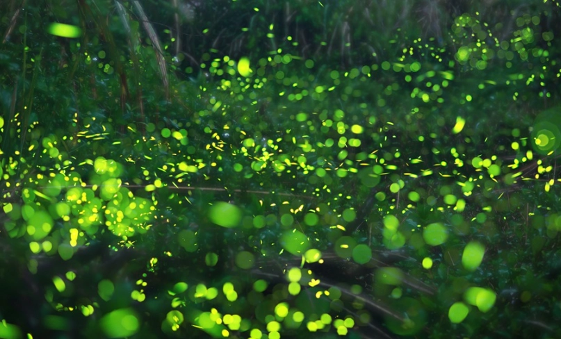 螢火蟲觀賞準備