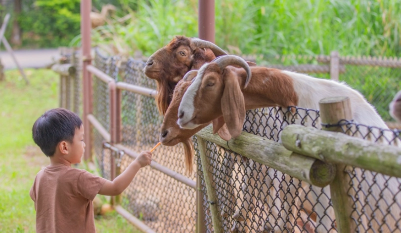 六福村動物體驗門票 六福村動物體驗門票