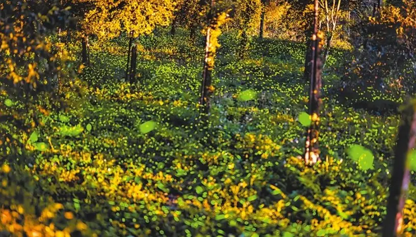 高雄賞螢景點 高雄賞螢景點