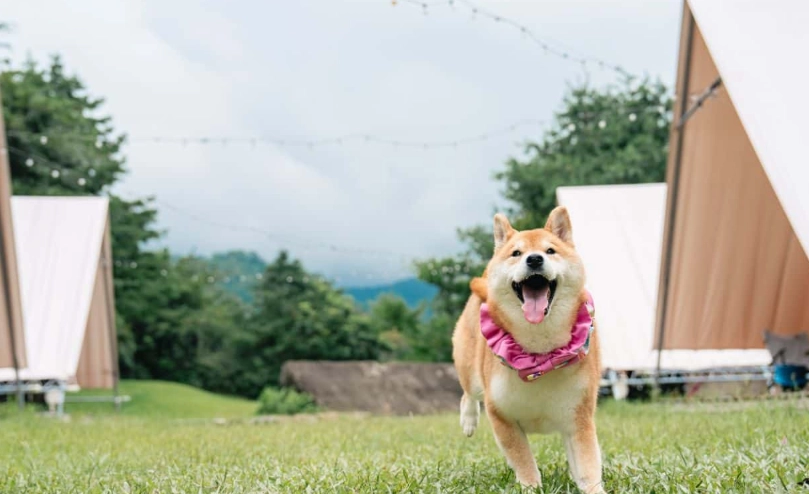 寵物友善露營 寵物友善露營