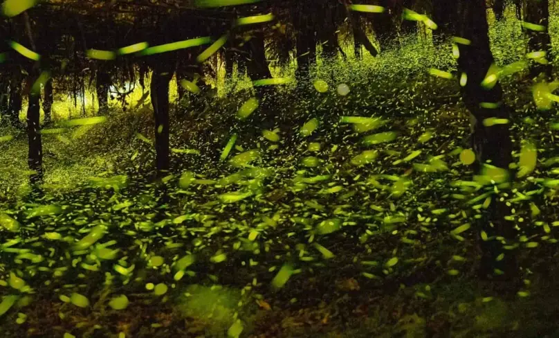 那瑪夏賞螢 那瑪夏賞螢