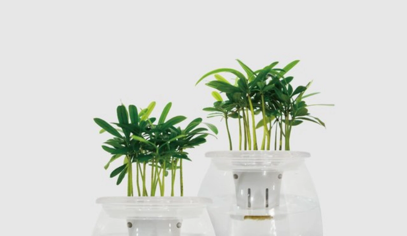 室內植物水耕