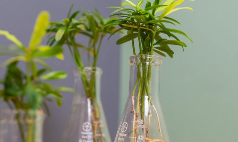 室內植物水耕