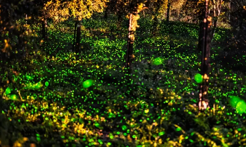 那瑪夏賞螢 那瑪夏賞螢