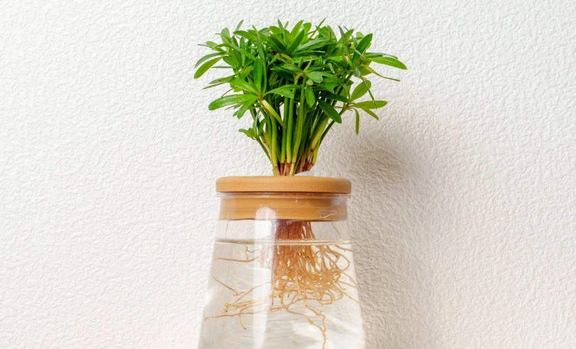 室內植物水耕