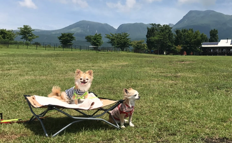 豪華露營寵物 豪華露營寵物
