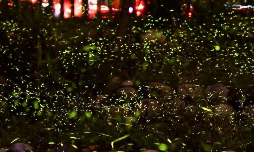 台中夜間活動