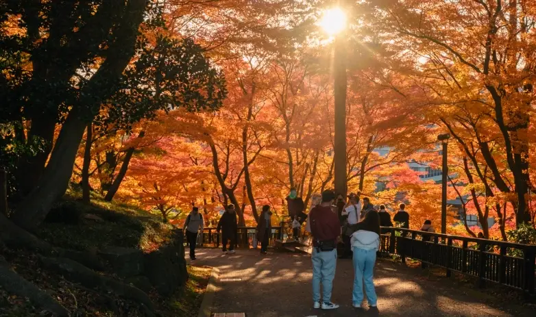 日本楓葉景點