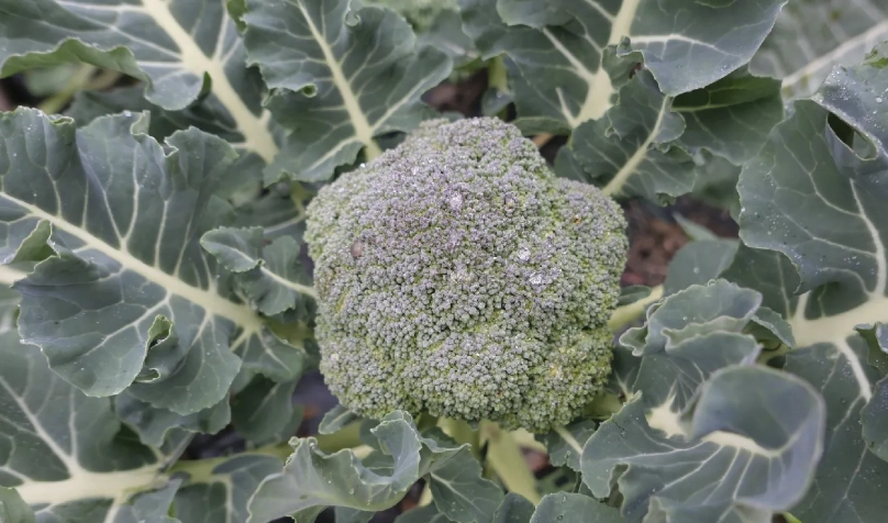 青花菜施肥方法