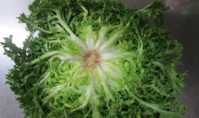 沙拉食譜