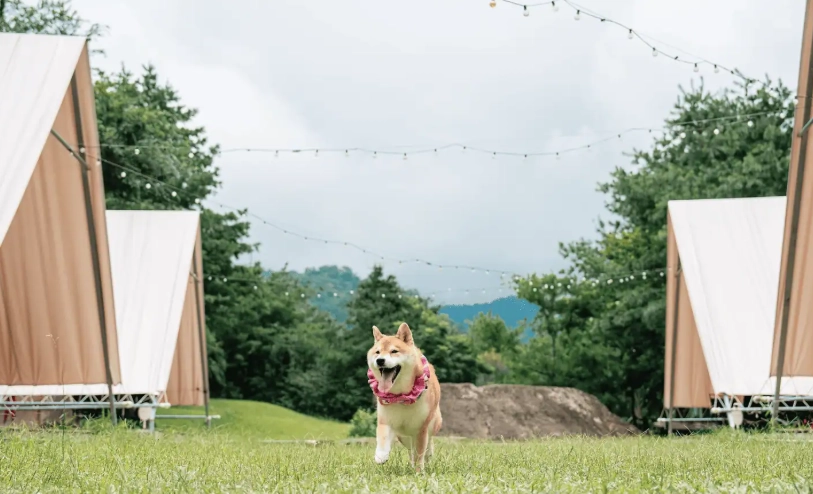 寵物友善露營