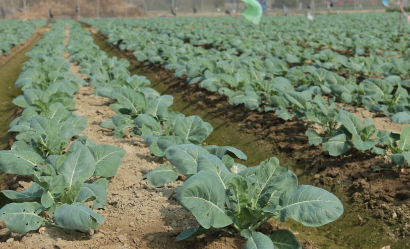 青花菜施肥方法