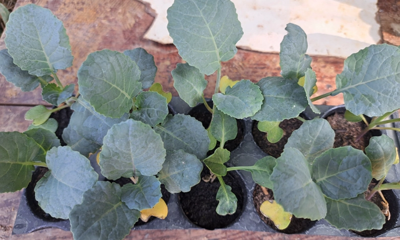 青花菜種植技巧