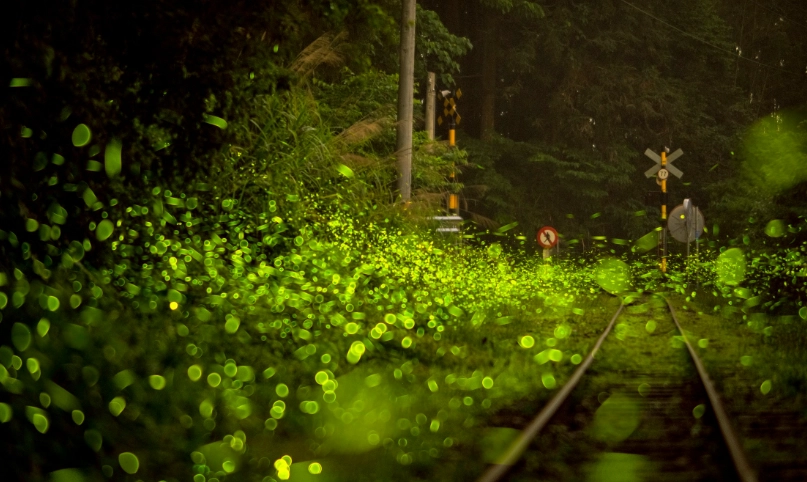 阿里山螢火蟲