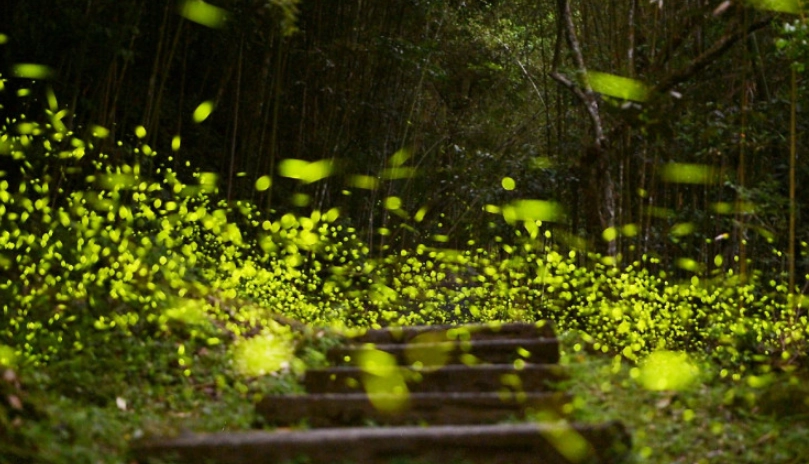 阿里山賞螢地點