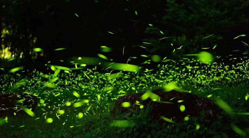 阿里山賞螢地點