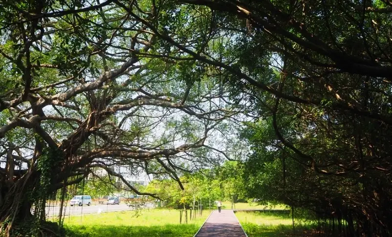 台南森林系景點 台南森林系景點