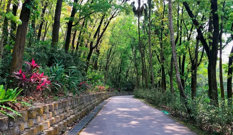台南龍貓隧道 台南龍貓隧道