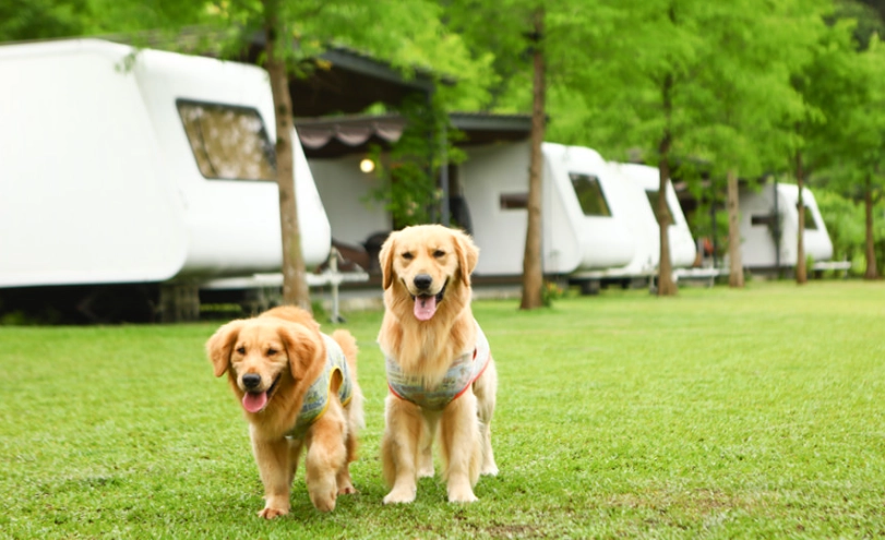 帶狗露營 帶狗露營