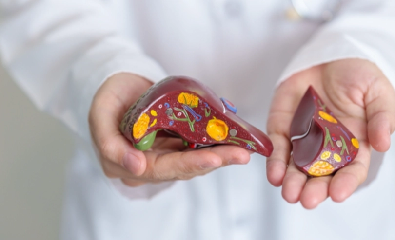 肝臟 分解 脂肪