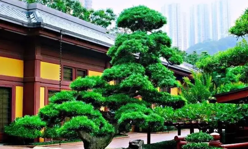 羅漢松品種價值