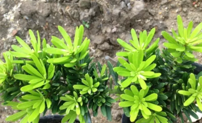 羅漢松品種價值